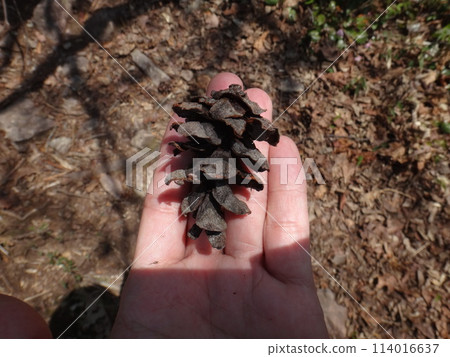 Northern pine cones Northern pine cones 114016637