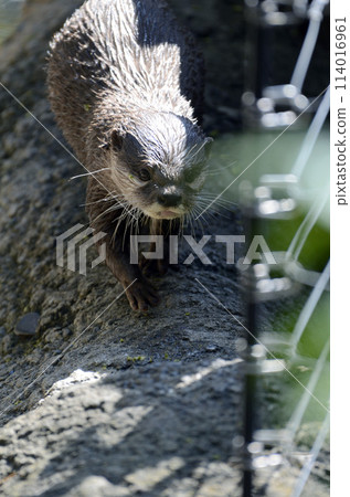 Otter 114016961