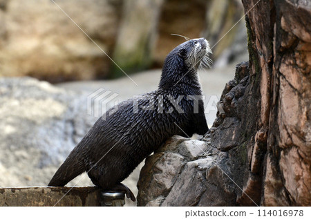 Otter Otter 114016978