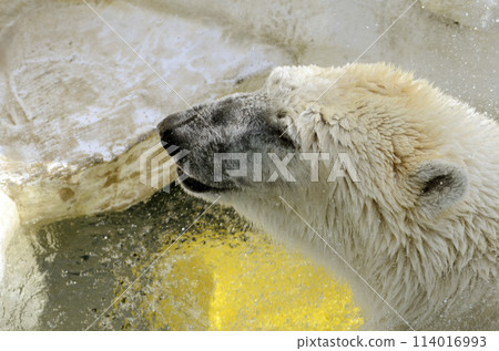 Polar bear Polar bear 114016993