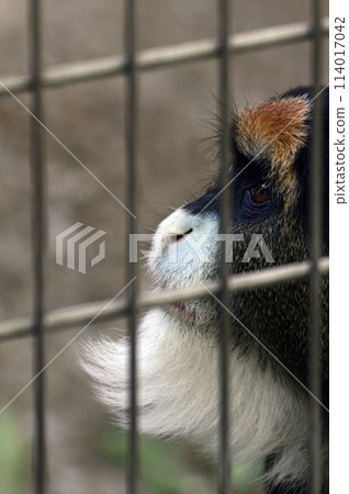 Blazzagenon 114017042