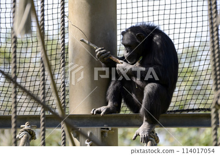 Chimpanzee 114017054
