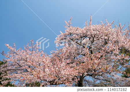Cherry blossoms in full bloom 114017282