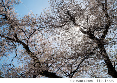 Sakura that shines in the blue sky Sakura that shines in the blue sky 114017289