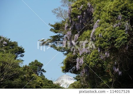 濱名洲公園初夏風景，藍天映襯紫藤花盛開 114017526