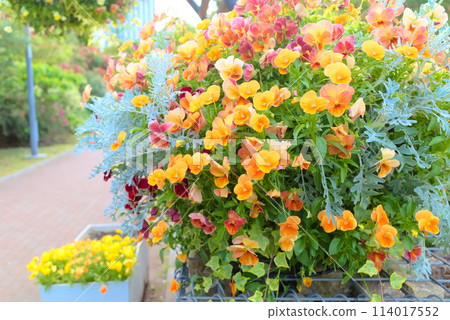 Viola hanging basket 114017552