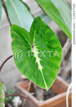 Colocasia variegated, Colocasia esculenta Nancys Revenge or colocasia nancys revenge 114017585