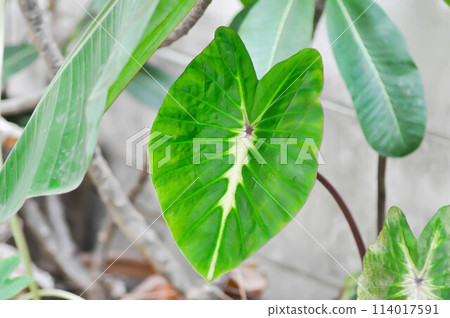 Colocasia variegated, Colocasia esculenta Nancys Revenge or colocasia nancys revenge 114017591