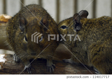 DEGU DEGU 114017717