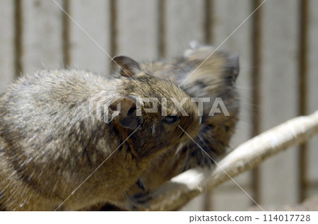 DEGU DEGU 114017728