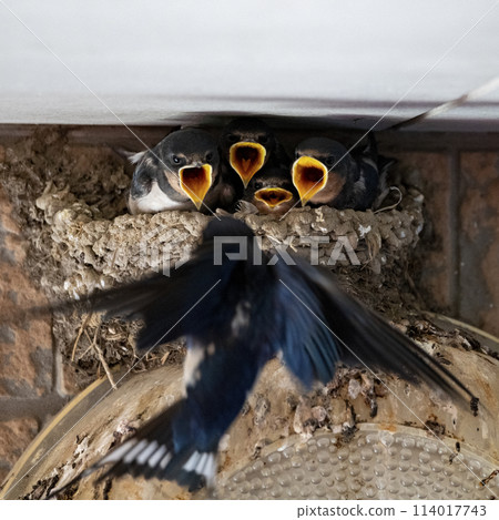 Swallow chicks Swallow chicks 114017743