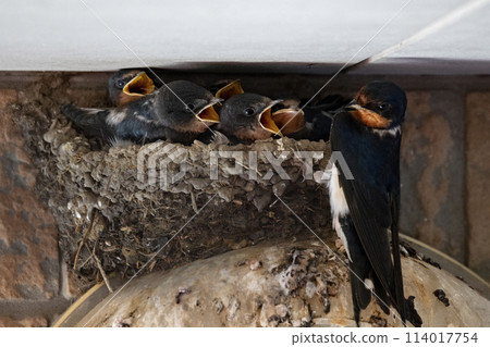 Swallow chicks Swallow chicks 114017754