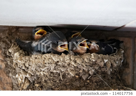 Swallow chicks Swallow chicks 114017756
