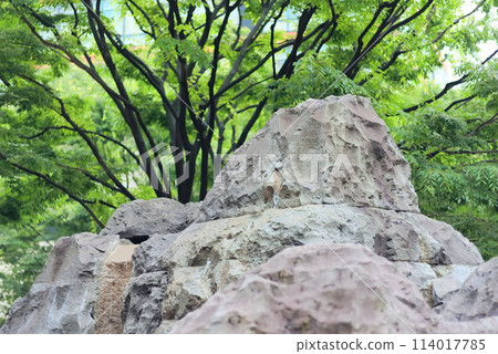 樹木和大石頭 樹木和大石頭 114017785