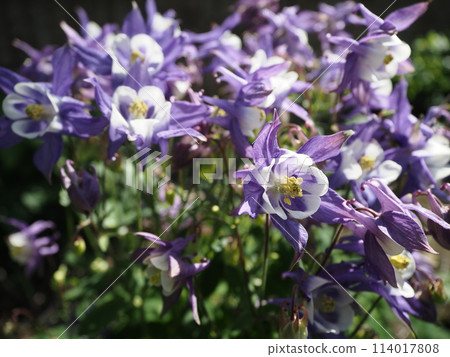Columbine flower 2 Columbine flower 2 114017808