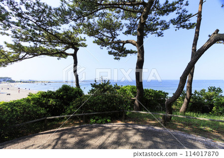 湘南葉山潮騷公園的初夏 湘南葉山潮騷公園的初夏 114017870