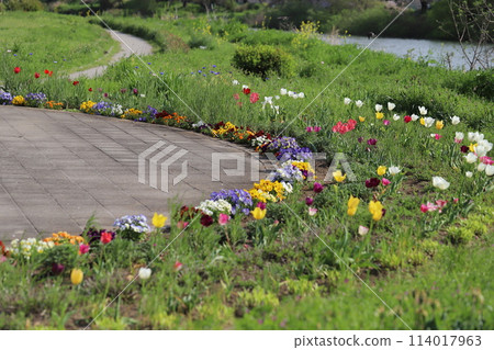 春天,河床沿岸的公園裡盛開著鬱金香和紫羅蘭 春天,河床沿岸的公園裡盛開著鬱金香和紫羅蘭 114017963