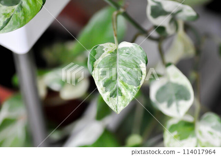 Epipremnum aureum ,Linden and Andre Epipremnum aureum ,Linden and Andre 114017964