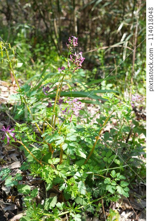 Purple Corydalis blooming in the spring field 114018048