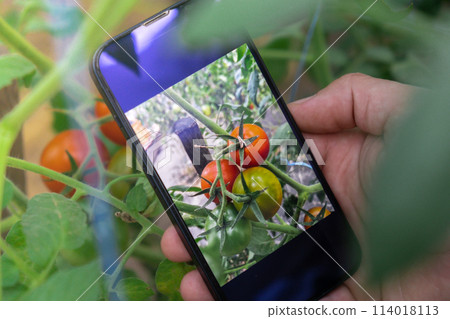 Farmer using smart phone for monitoring property of soil in garden. Smart gardening farming concept. Mobile application for agriculture 114018113