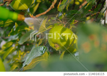 Spraying Chemicals Pesticides on green apple in outdoor garden. Concept of healthy eating homegrown greenery fruits. Seasonal countryside cottage core life 114018115