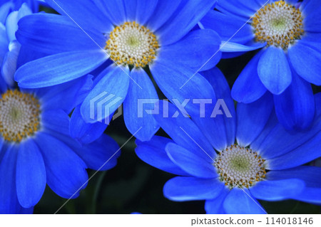 Blue cineraria flower Blue cineraria flower 114018146