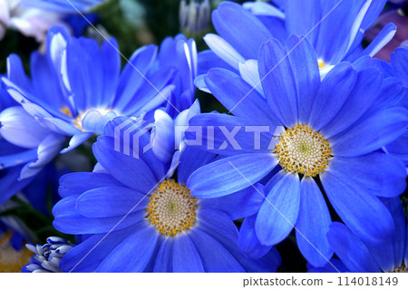 藍色瓜葉菊花 藍色瓜葉菊花 114018149
