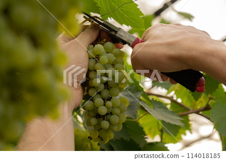 Farm worker harvesting green grapes in outdoor vineyards. Concept of healthy eating homegrown greenery fruits. Seasonal countryside cottage core life. Winemaker 114018185