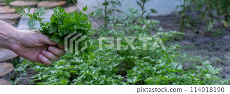 Farmers hands collect parsley in garden open air. Organic home gardening and cultivation of greenery herbs concept. Locally grown Farmers hands collect parsley in garden open air. Organic home gardening and cultivation of greenery herbs concept. Locally grown 114018190