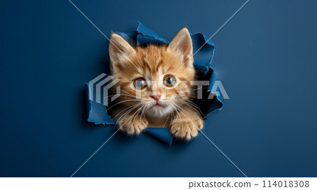cat, kitten, animal 114018308