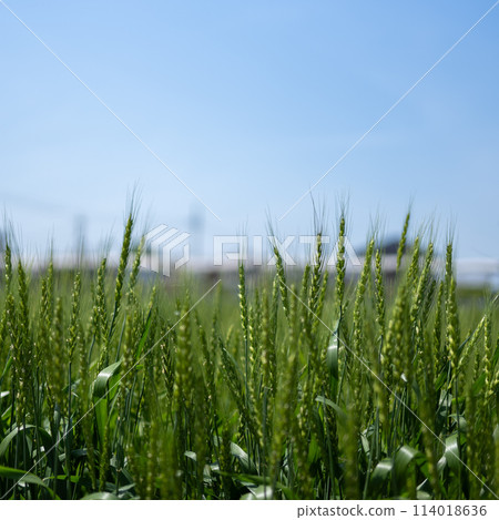 麥穗向藍天生長 114018636