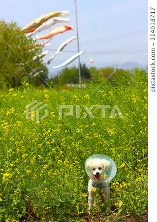 玩具貴賓犬貝利在掛著鯉魚旗的油菜花田裡看起來很可愛♡ 玩具貴賓犬貝利在掛著鯉魚旗的油菜花田裡看起來很可愛♡ 114018717