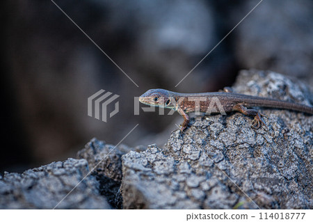 A brown lizard on a dry field looking for water. 114018777