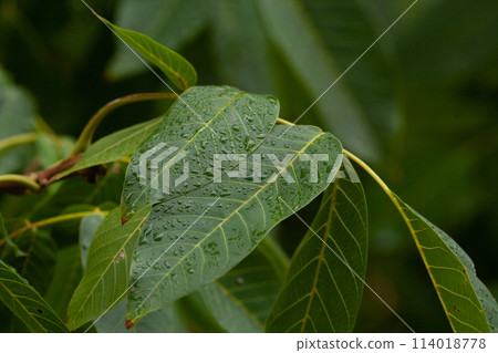 Green walnut leaves after a torrential autumn rain, high quality macro picture. Green walnut leaves after a torrential autumn rain, high quality macro picture. 114018778