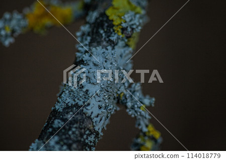 A photo of a tree branch with blue moss, photographed in macro format. A photo of a tree branch with blue moss, photographed in macro format. 114018779