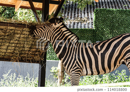 Zebra captured while eating, a very beautiful species of animal with black and white lines. 114018800