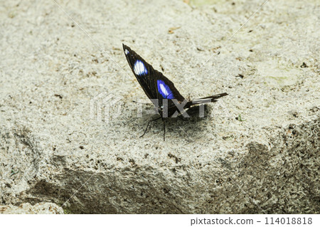A very beautiful and attractive butterfly posed on a stone heated by the sun, an active butterfly named Hypolimnas bolina butterfly. 114018818