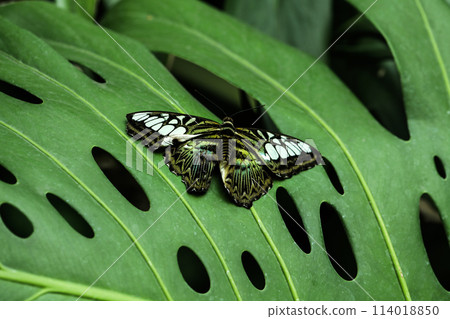 A very beautiful species of butterfly caught on a green background while resting, the species called Parthenos Sylvia 114018850