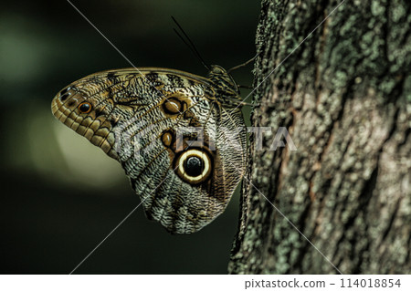 A very beautiful butterfly camouflaged like tree bark with some eyes on the wings named after the famous species caligo butterfly. 114018854