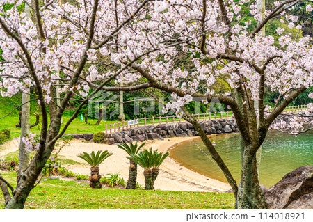 Sakura in Shihondo Park [Saikai City, Nagasaki Prefecture] 114018921