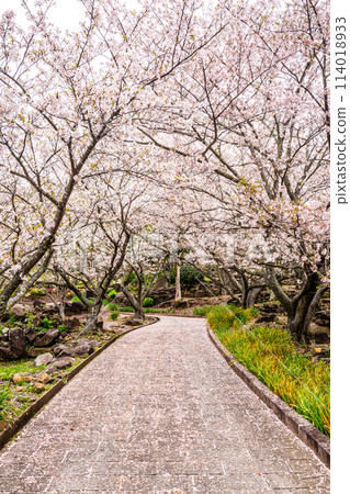 Sakura in Shihondo Park [Saikai City, Nagasaki Prefecture] 114018933