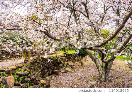 Sakura in Shihondo Park [Saikai City, Nagasaki Prefecture] 114018935
