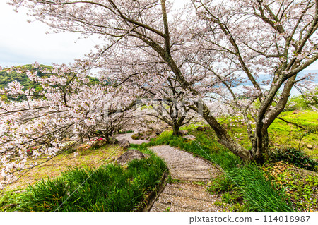 Shihondo公園的櫻花[長崎縣西海市] 114018987