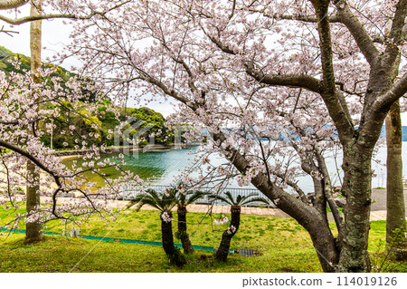 Sakura in Shihondo Park [Saikai City, Nagasaki Prefecture] 114019126