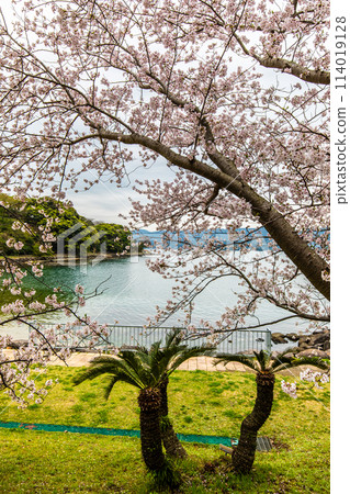 Sakura in Shihondo Park [Saikai City, Nagasaki Prefecture] 114019128