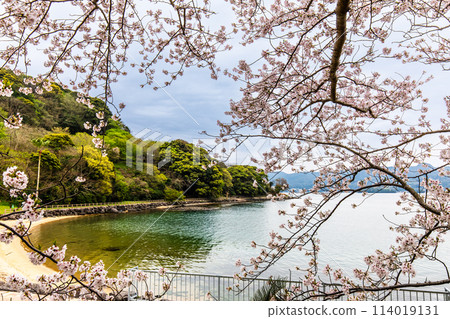 Shihondo公園的櫻花[長崎縣西海市] 114019131