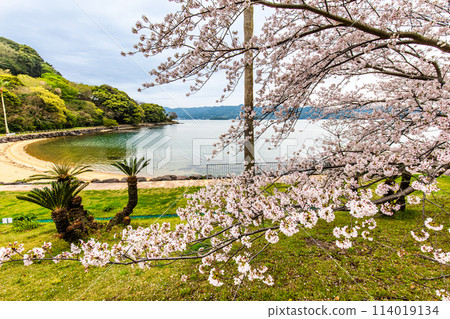 Shihondo公園的櫻花[長崎縣西海市] 114019134