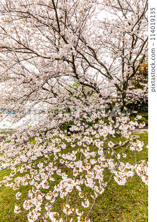 Shihondo公園的櫻花[長崎縣西海市] 114019135