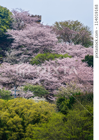Shihondo公園的櫻花[長崎縣西海市] 114019168