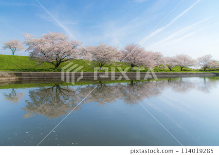 一排排盛開的櫻花樹和藍天倒映在水面上 114019285
